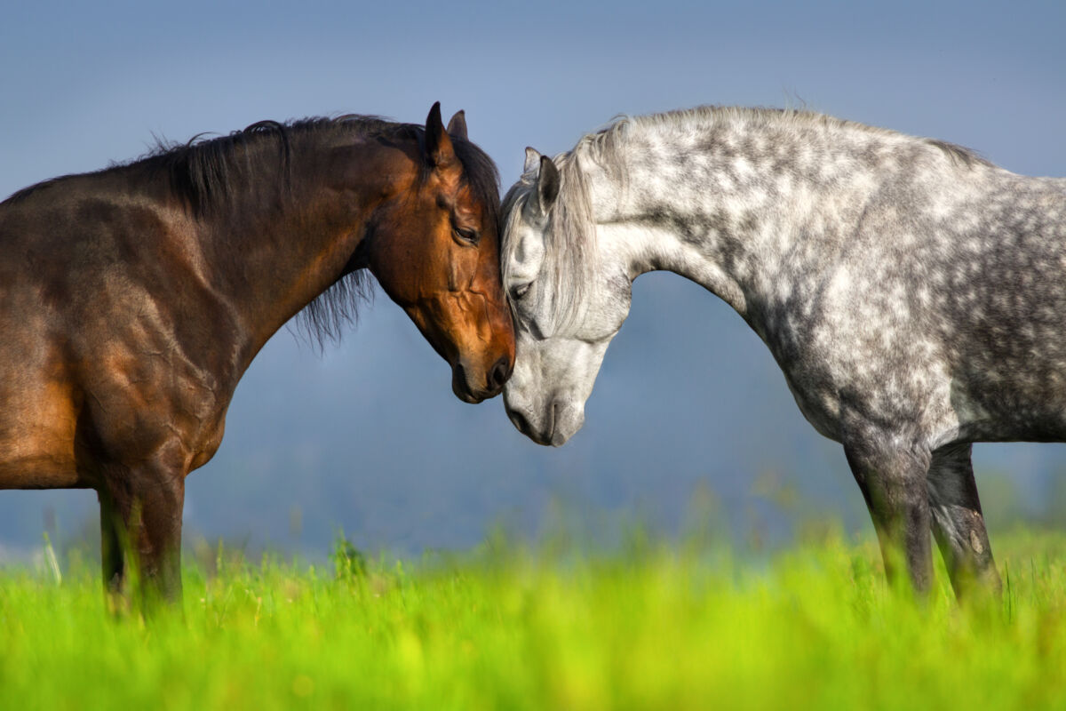 Couple of horse portrait in green spring pasture. Horse communication Couple of horse portrait in green spring pasture. Horse communication