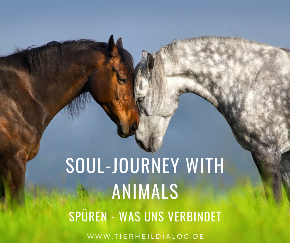 Feedback_Soul-Journey with Animals